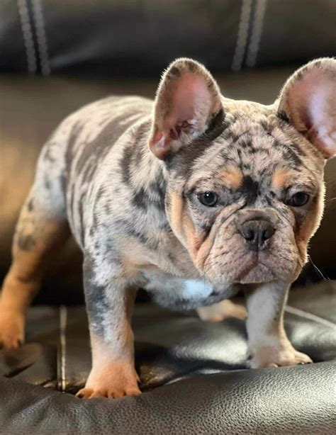 buldog francuski blue merle|Merle French Bulldog Guide: Everything You Need to。